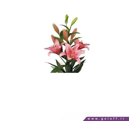 گل اینترنتی - گل لیلیوم اورینتال بریندیسی - Lilium Oriental | گل آف